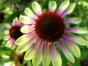 Echinacea purpurea Green Envy (1273)